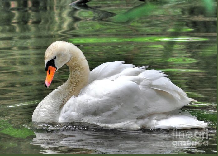 Birds Greeting Card featuring the photograph Young Swan by Kathy Baccari