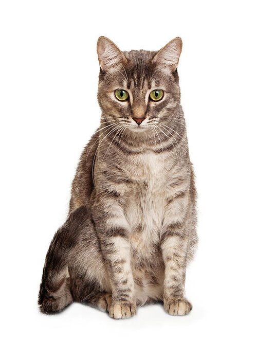 Young tabby cat sitting looking down Greeting Card by Good Focused