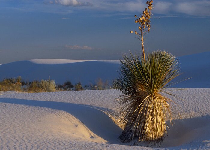 Yucca Greeting Card featuring the photograph Yucca at White Sands by Dave Mills