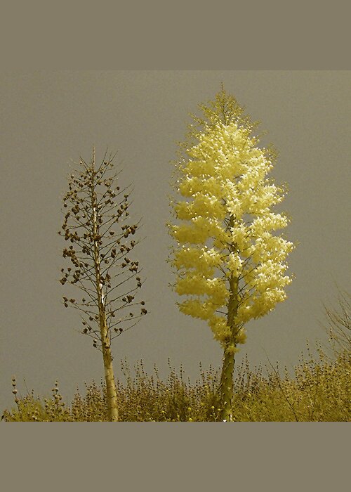 Botanical Greeting Card featuring the photograph Yucca. Double Portrait by Ben and Raisa Gertsberg