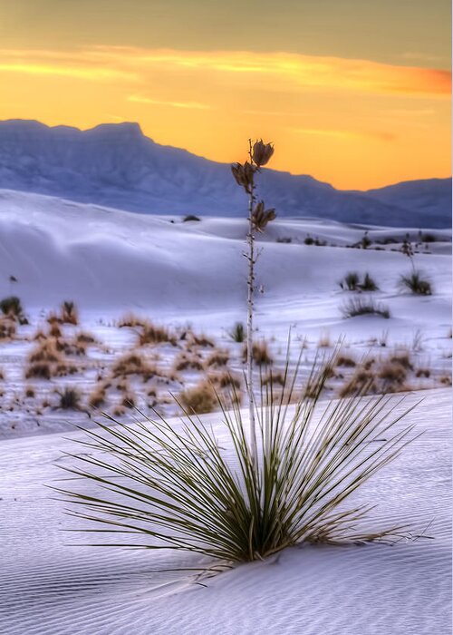 Colorado Greeting Card featuring the photograph Yucca on White Sand by Kristal Kraft