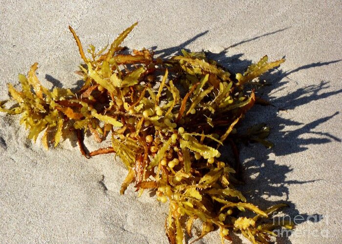 Seaweed Canvas Print Greeting Card featuring the photograph Yum Seaweed by Jayne Kerr 