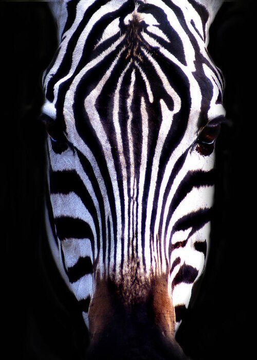Zebra Greeting Card featuring the photograph ZEB by Skip Willits