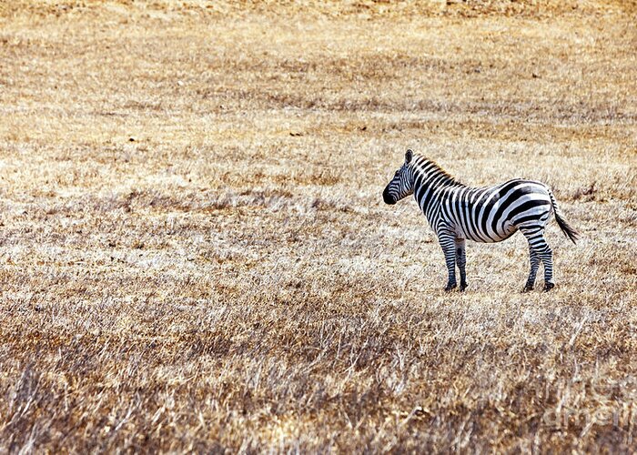 Zebra Greeting Card featuring the photograph Zebra-Alone in a Field by David Millenheft
