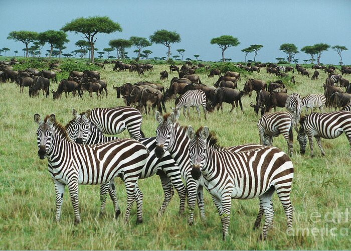 00344933 Greeting Card featuring the photograph Zebras And Wildebeest Grazing by Yva Momatiuk and John Eastcott