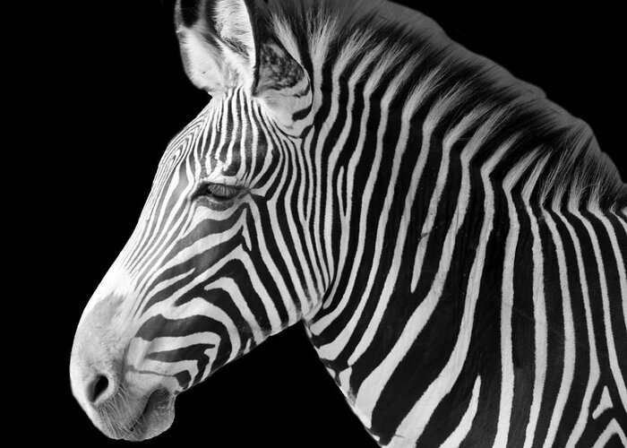 Zebra Greeting Card featuring the photograph Zebra Head blk background by Cheryl Del Toro