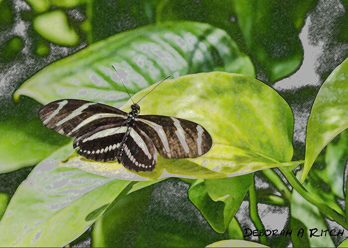Butterfly Greeting Card featuring the photograph Zebra Heliconia Butterfly by Deborah Ritch