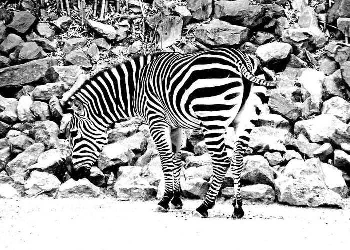 Zebra Greeting Card featuring the photograph Zebra by Lizi Beard-Ward