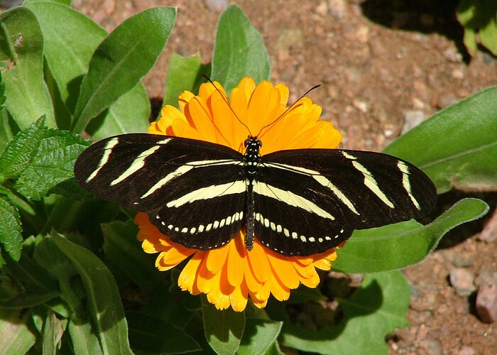 Mary Dove Art Greeting Card featuring the photograph Zebra Longwing Flat on Orange Flower - 106 by Mary Dove