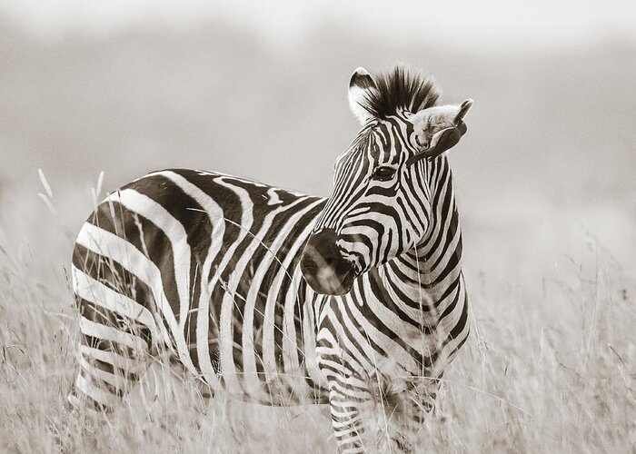 Zebra Greeting Card featuring the photograph Zebra Masai Mara Kenya by Regina Mueller