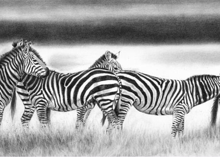 Zebra Greeting Card featuring the drawing Zebra Panarama by Peter Williams