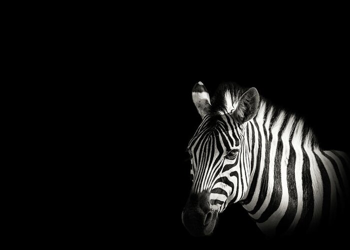 Black Color Greeting Card featuring the photograph Zebra Portrait In Black Background by George Pachantouris