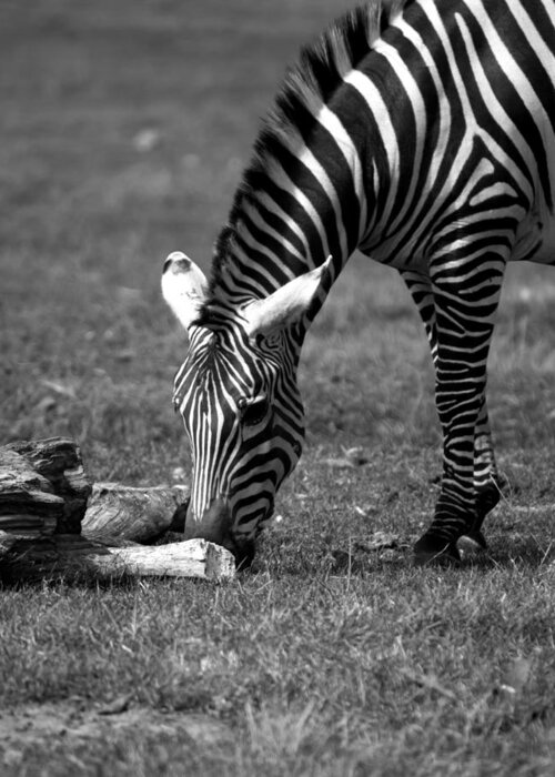 Zebra Greeting Card featuring the photograph Zebra by Tracy Winter