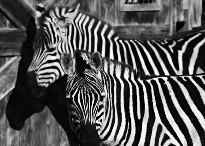 Zebra Greeting Card featuring the photograph Zee Abstract by Kandy Hurley