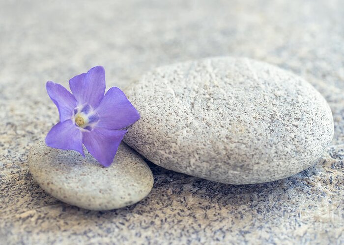 Periwinkle Greeting Card featuring the photograph Zen periwinkle by Delphimages Photo Creations