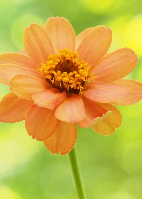 Flowers Greeting Card featuring the photograph Zinnia On A Brilliant Spring Day by Dorothy Lee