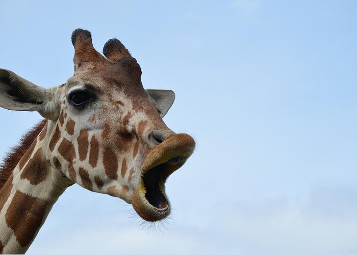 Zootography Greeting Card featuring the photograph Zootography Giraffe Honking by Jeff at JSJ Photography