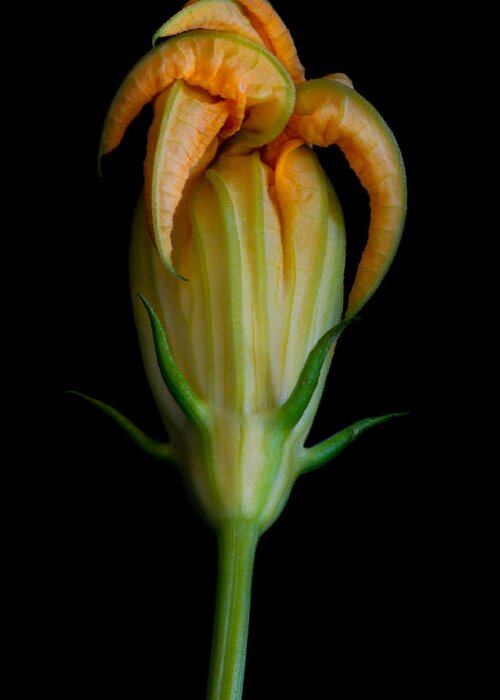 Flower Greeting Card featuring the photograph Zucchini Jester by Robert Woodward