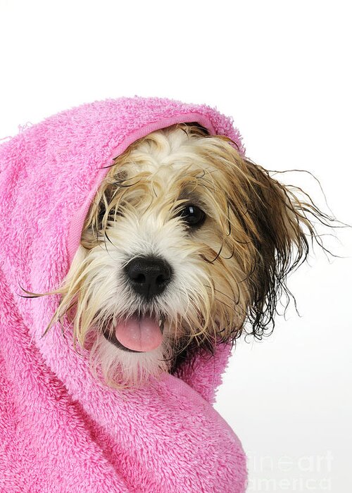 Zuchon Greeting Card featuring the photograph Zuchon Teddy Bear Dog, Wet In Pink Towel by John Daniels