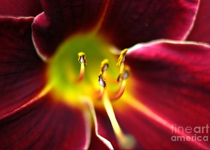 Red Lily Greeting Card featuring the photograph Lily Detail by Amalia Suruceanu