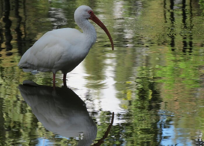 White Greeting Card featuring the photograph Reflections by Vijay Sharon Govender