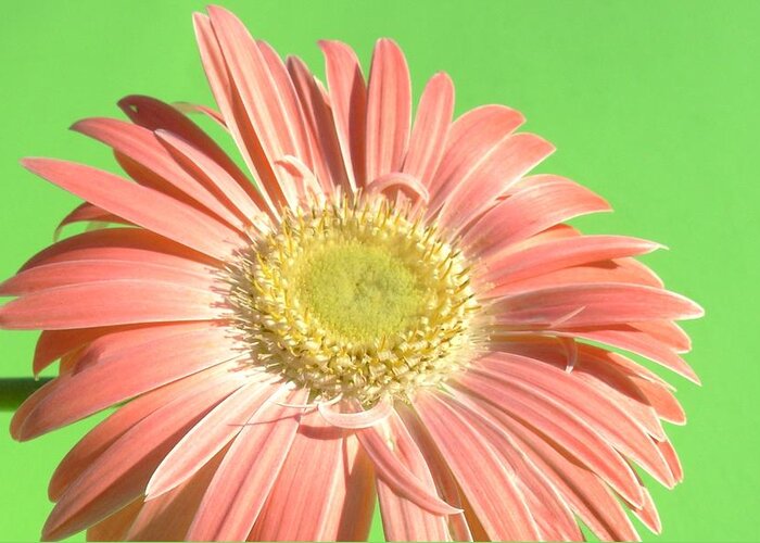 Gerbera Photographs Greeting Card featuring the photograph 0724c1-001 by Kimberlie Gerner Wells