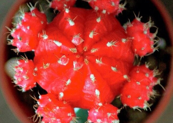 Photo Greeting Card featuring the photograph A Cactus Specie In Bright Red Color, By #1 by Ahmed Oujan