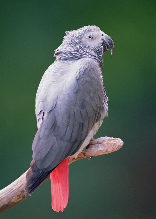 Mp Greeting Card featuring the photograph African Grey Parrot Psittacus Erithacus #1 by Gerry Ellis