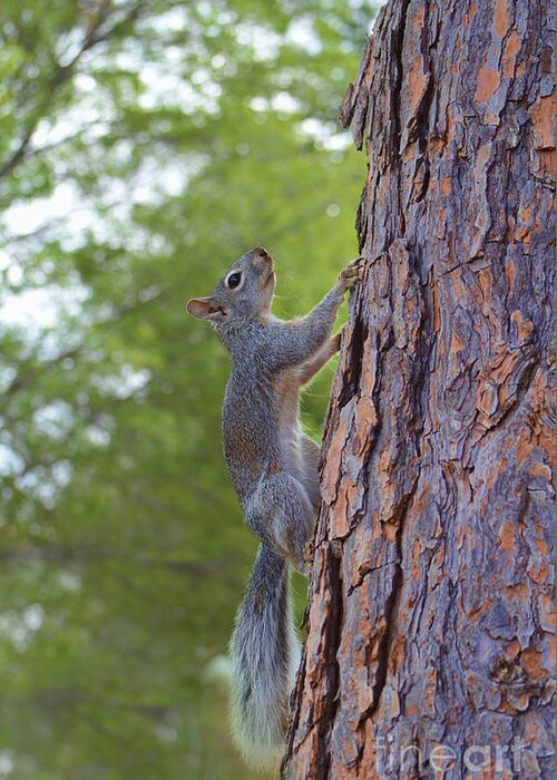 Squirrel Greeting Card featuring the photograph Arizona Grey Squirrel #1 by Donna Greene