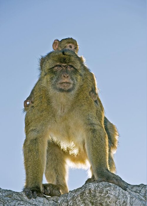 Animal Behavior Greeting Card featuring the photograph Barbary Macaques #1 by Tony Camacho