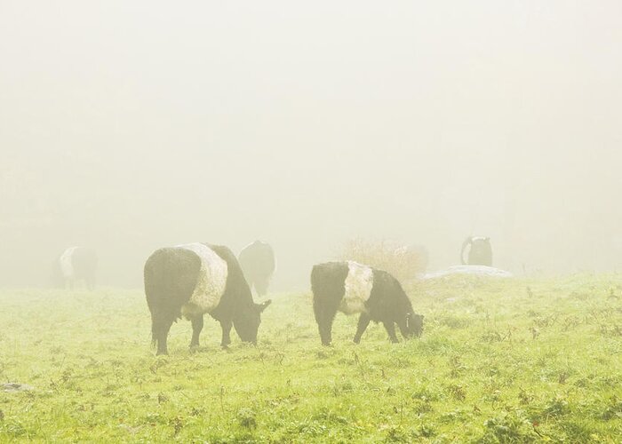 Cow Greeting Card featuring the photograph Belted Galloway Cows Grazing On foggy Farm Field Maine #1 by Keith Webber Jr