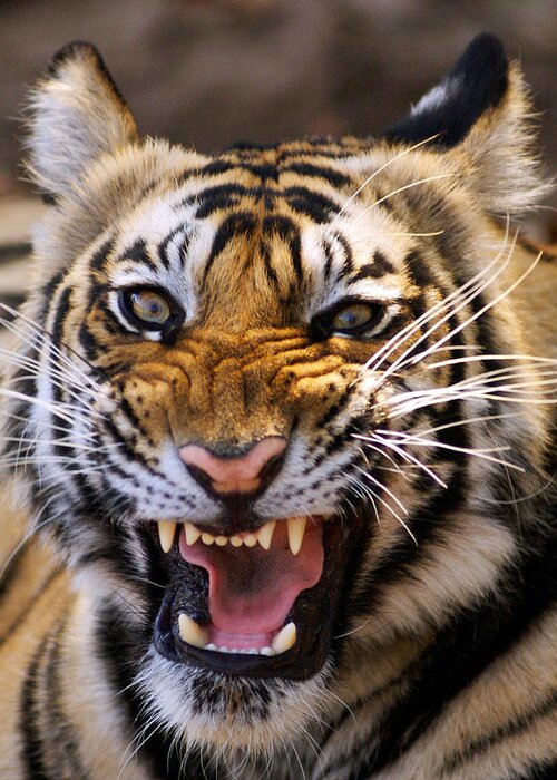 Panthera Tigris Greeting Card featuring the photograph Bengal Tiger (panthera Tigris) #1 by Louise Murray