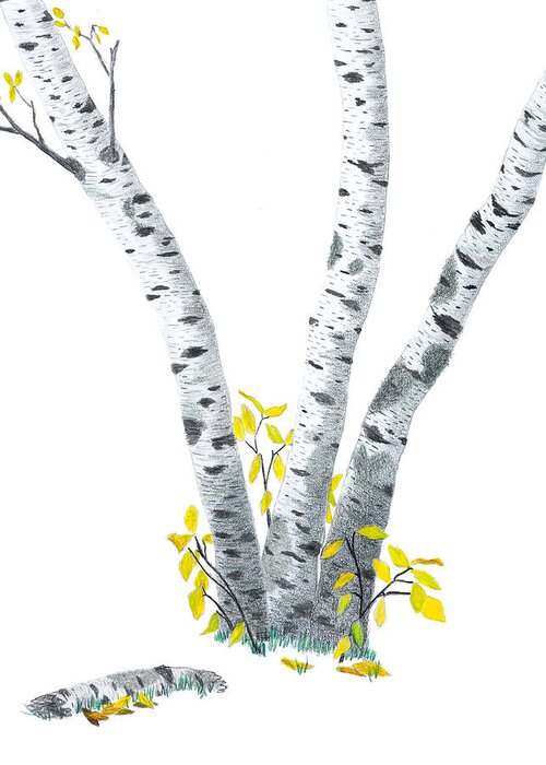 Birches Greeting Card featuring the drawing Birches #1 by Garry McMichael