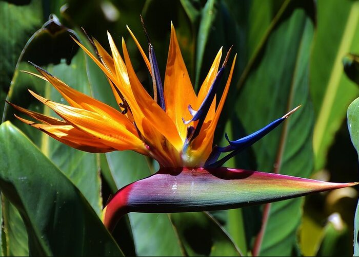 Flower Greeting Card featuring the photograph Bird of Paradise #1 by Bill Hosford