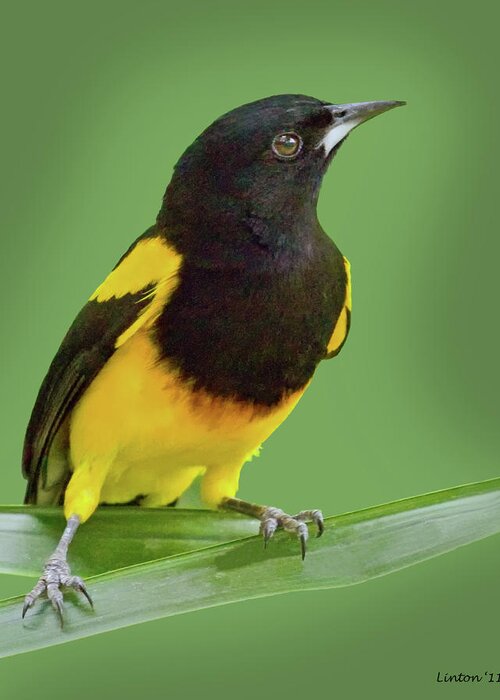 Black-cowled Oriole Greeting Card featuring the photograph Black-cowled Oriole #1 by Larry Linton