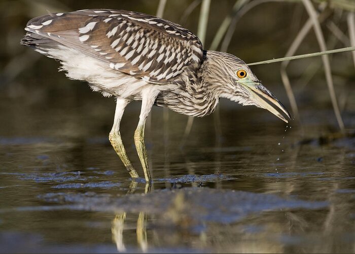 00448426 Greeting Card featuring the photograph Black Crowned Night Heron Juvenile #1 by Sebastian Kennerknecht