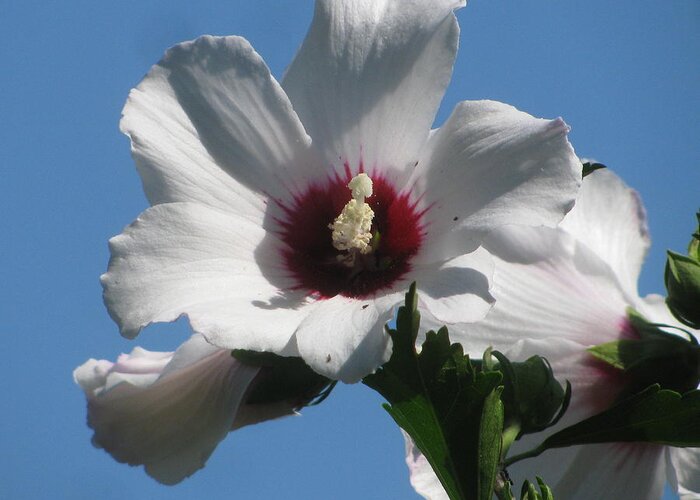 Rose Of Sharon Greeting Card featuring the photograph Blue And White #4 by Alfred Ng