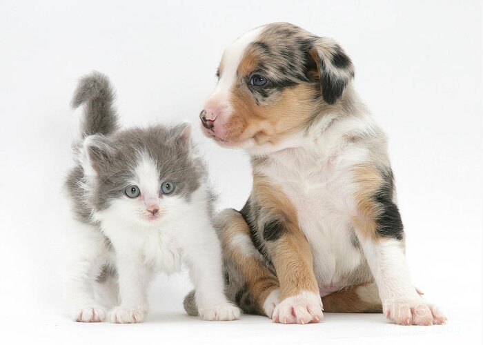 White Background Greeting Card featuring the photograph Border Collie And Kitten #1 by Jane Burton