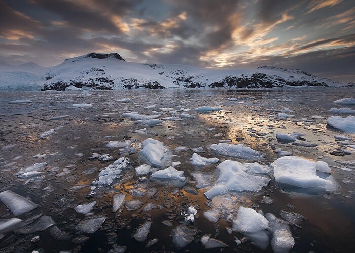 00451401 Greeting Card featuring the photograph Brash Ice At Sunset Cierva Cove #1 by Colin Monteath