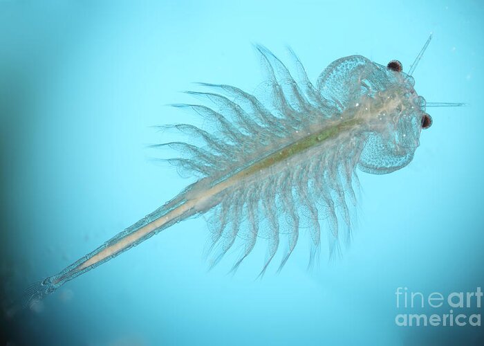 Fauna Greeting Card featuring the photograph Brine Shrimp #1 by Ted Kinsman