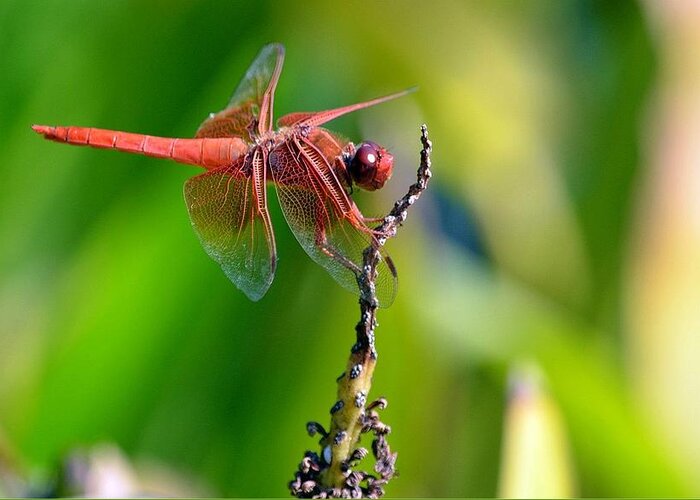 Flame Skimmer Dragonfly Greeting Card featuring the photograph Business As Usual #1 by Fraida Gutovich