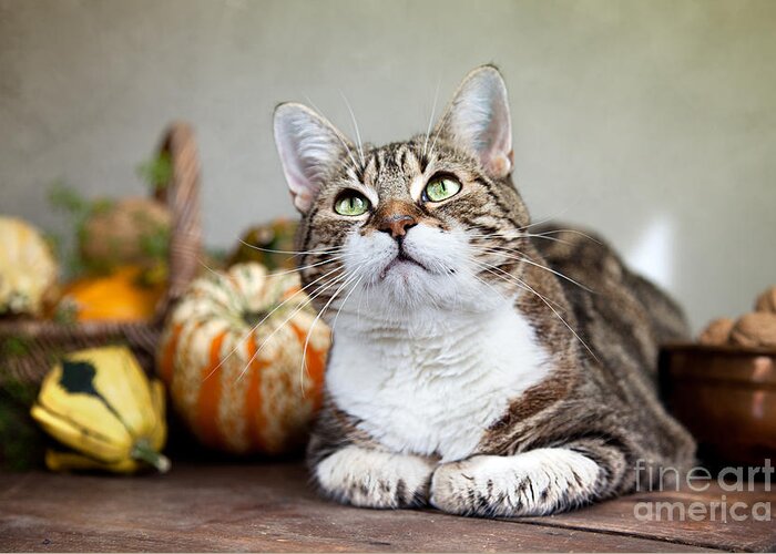 Cat Greeting Card featuring the photograph Cat and Pumpkins #1 by Nailia Schwarz