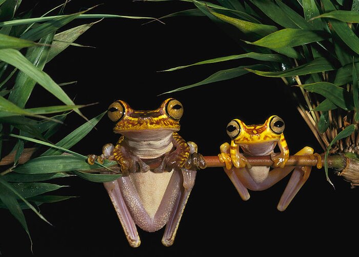 Mp Greeting Card featuring the photograph Chachi Tree Frog Hyla Picturata Pair #1 by Pete Oxford
