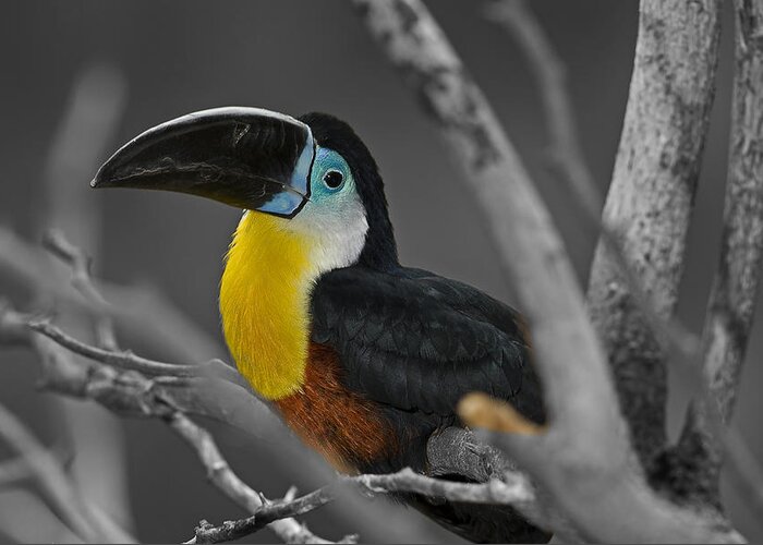 Chestnut Mandibled Toucan Greeting Card featuring the photograph Chestnut Mandibled Toucan #1 by JT Lewis