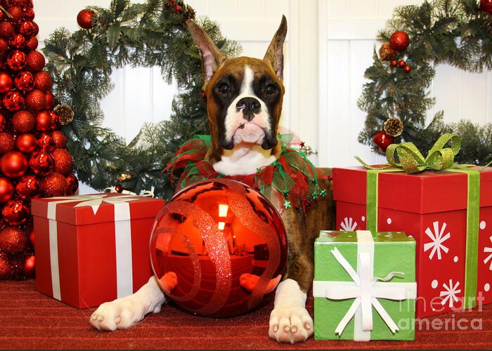 Boxer with cropped ears Christmas Card
