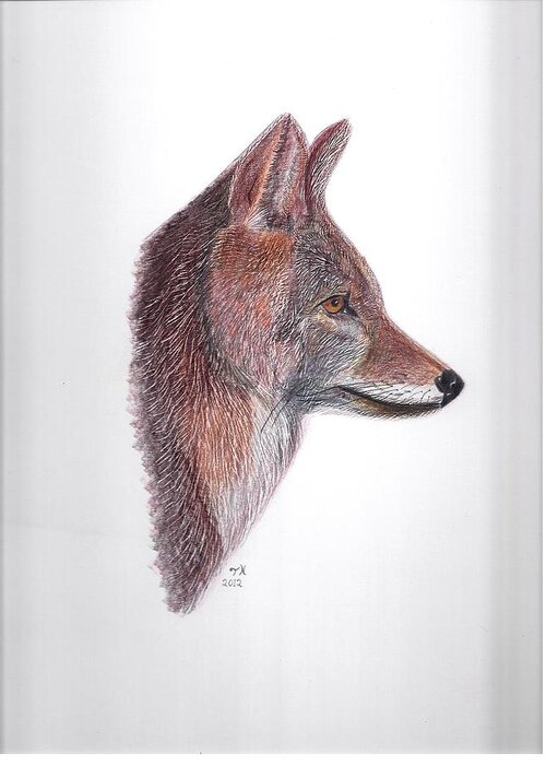Framed Coyote Prints Greeting Card featuring the drawing Coyote #1 by Tony Nelson