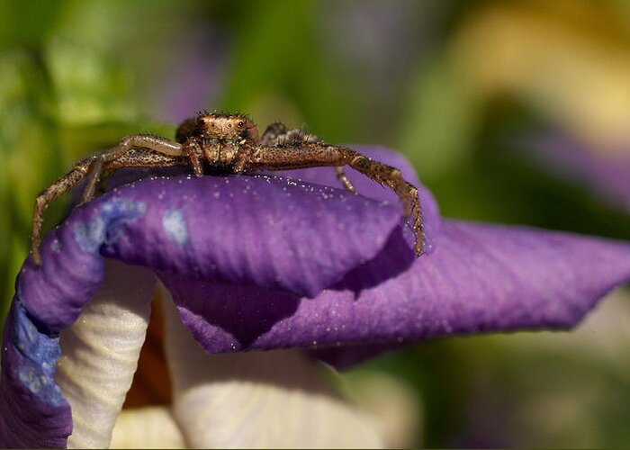 Jouko Lehto Greeting Card featuring the photograph Crab spider in a Violet #1 by Jouko Lehto