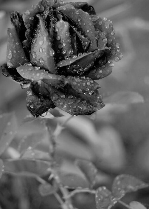 Rose Greeting Card featuring the photograph Dewy Black and White Rose 2 by Amy Fose