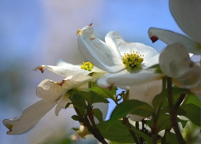 Dogwood Greeting Card featuring the photograph Dogwoods Against The Sky by Sandi OReilly