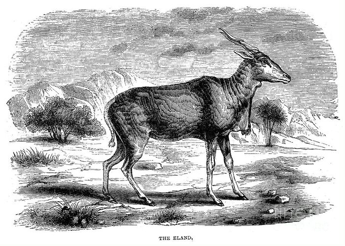 19th Century Greeting Card featuring the photograph Eland #1 by Granger